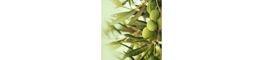 Huile d’Olive Bio Sud de la France  | Domaine de Rolland Tuchan
