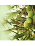 PRE COMMANDE 2023 huiles d'olives BIO